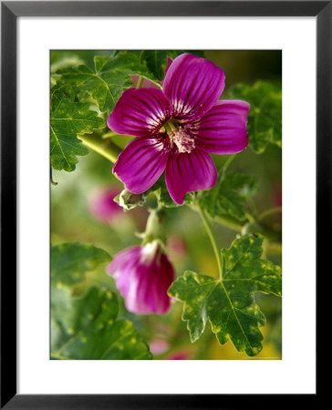 Northern Island Tree Mallow In Bloom, Ca by Jeff Greenberg Pricing Limited Edition Print image