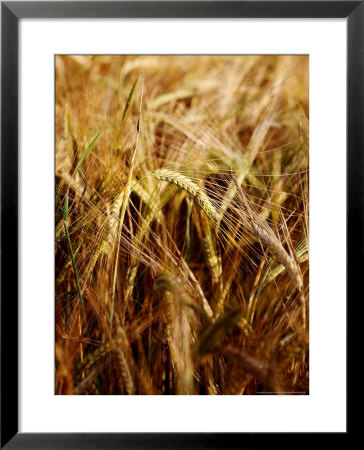Ears Of Wheat. West Berkshire, Uk by Philip Tull Pricing Limited Edition Print image