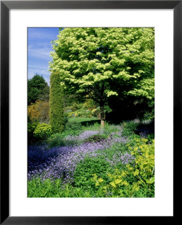 Acer Platanoides Drummondii (Norway Maple) Underplanted With Blue Mys0sotis (Forget Me Nots) by Ron Evans Pricing Limited Edition Print image