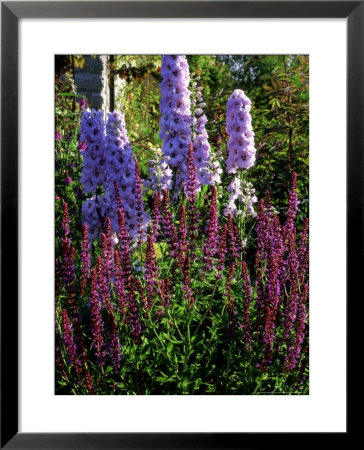 Pink And Purple Summer Border, Pink Delphinium And Purple Pink Flowers Of Salvia X Sylvestris by Ron Evans Pricing Limited Edition Print image