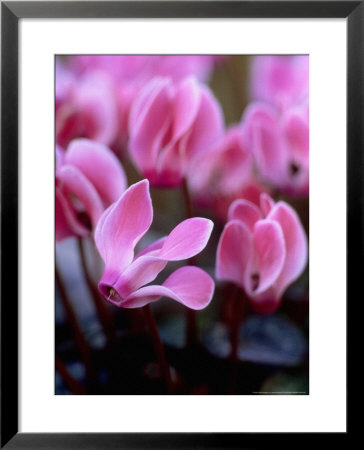 Mini Cyclamen, Close-Up Of Pink Flowers, November by James Guilliam Pricing Limited Edition Print image
