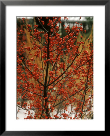 Ilex Verticillata Winter Red by Michele Lamontagne Pricing Limited Edition Print image