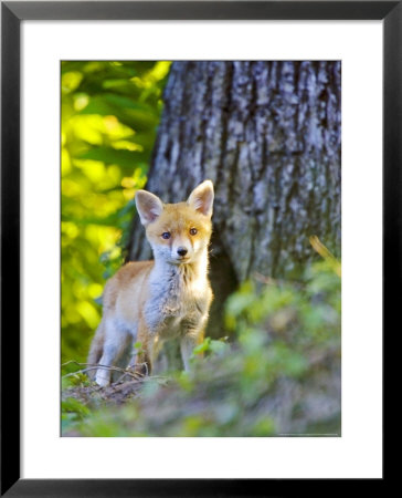 Red Fox, Fox Cub Standing Outside Den, Vaud, Switzerland by David Courtenay Pricing Limited Edition Print image
