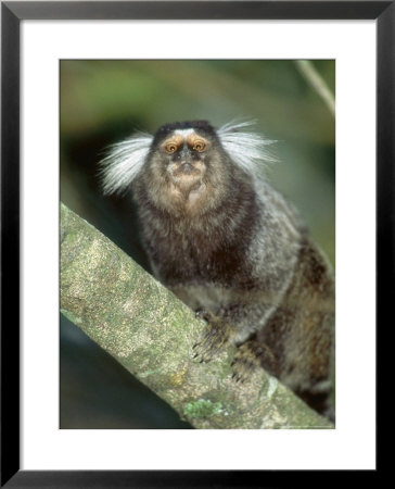 White Tufted-Eared Marmoset, Tijuca National Park, Brazil by Mark Jones Pricing Limited Edition Print image