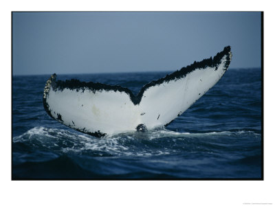 The Tail Of A Humpback Whale Slides Into The Water by Brian J. Skerry Pricing Limited Edition Print image
