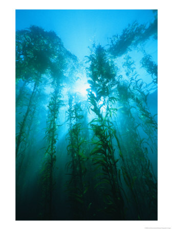 Kelp Forest Underwater, Tasmania, Australia by Joe Stancampiano Pricing Limited Edition Print image