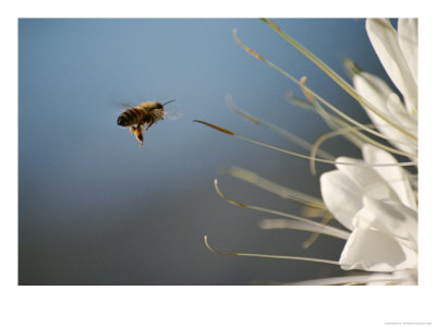 Seen Frozen In Flight, A Bee Carries Pollen Towards A Big White Flower by Stephen St. John Pricing Limited Edition Print image