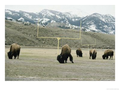 American Bison Graze On A Football Field Near The Mountains by Tom Murphy Pricing Limited Edition Print image
