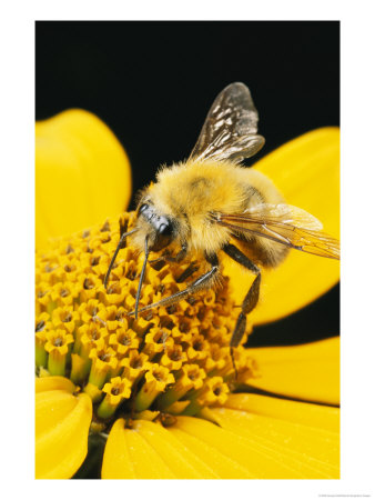 Bee On A Flower by George Grall Pricing Limited Edition Print image