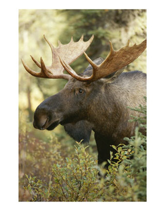 Portrait Of A Moose In Denali National Park by Paul Nicklen Pricing Limited Edition Print image