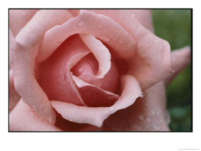 A Close View Of The Top Of A Pink Rose by Todd Gipstein Pricing Limited Edition Print image
