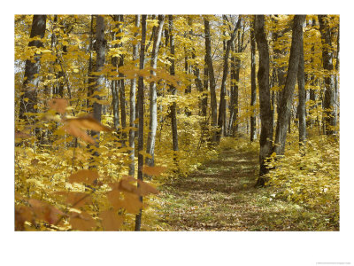 Woodland Trail by David Boyer Pricing Limited Edition Print image