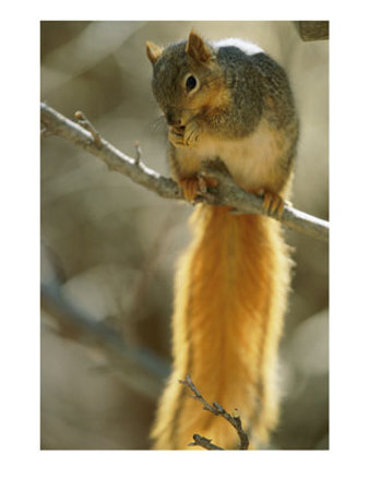 A Fox Squirrel Balances On A Tree Limb While It Eats by Joel Sartore Pricing Limited Edition Print image