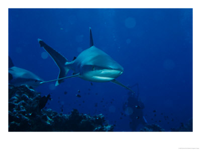 A Pair Of Whitetip Reef Sharks Cruise A Reef Near A Diver by Wolcott Henry Pricing Limited Edition Print image