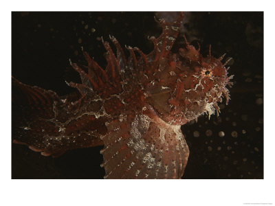 Riotous Color, Fleshy Knobs, And Spines Help Camouflage A Red Sculpin by Bill Curtsinger Pricing Limited Edition Print image