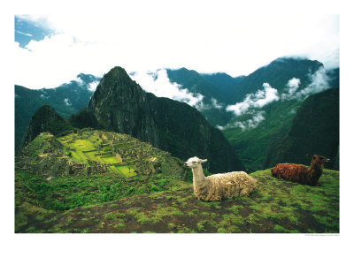 Alpacas, Machu Picchu, Peru by Jacob Halaska Pricing Limited Edition Print image