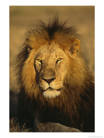 A Portrait Of A Male African Lion Sitting In The Sun by Norbert Rosing Pricing Limited Edition Print image
