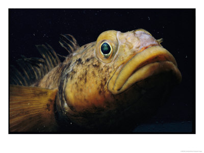 Close View Of The Head Of An Antarctic Cod by Bill Curtsinger Pricing Limited Edition Print image