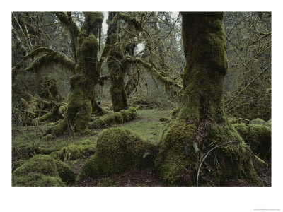 Moss-Covered Trees In The Hoh River Valleys Temperate Rain Forest by Sam Abell Pricing Limited Edition Print image