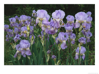 Bed Of Irises, Provence Region, France by Nicole Duplaix Pricing Limited Edition Print image