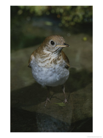 A Veery, Catharus Fuscescens, Stands On A Rock Near Water by Bates Littlehales Pricing Limited Edition Print image