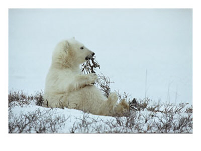 A Polar Bear Cub Chews On A Twig by Norbert Rosing Pricing Limited Edition Print image
