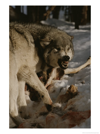 A Snarling Alpha Male Gray Wolf, Canis Lupus, Defends A Kill by Jim And Jamie Dutcher Pricing Limited Edition Print image