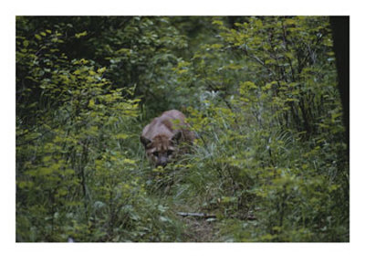 A Mountain Lion (Felis Concolor) Prowls Through The Brush by Dr. Maurice G. Hornocker Pricing Limited Edition Print image