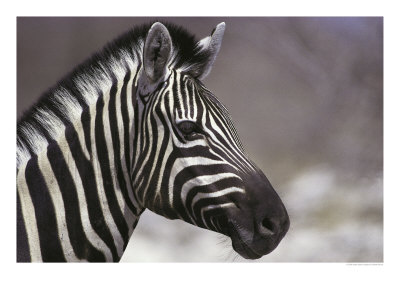 Young Zebra Namiba-Equus by Martin Bruce Pricing Limited Edition Print image