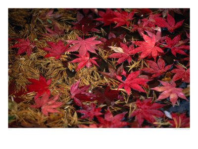 Red Japanese Maple Leaves And Pine Needles Floating On Water, Ohara, Japan by Frank Carter Pricing Limited Edition Print image