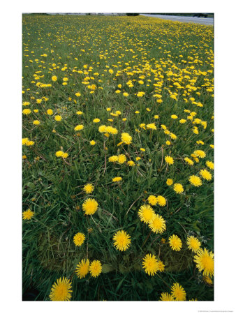 A Dandelion Filled Field In Rogers Pass by Michael S. Lewis Pricing Limited Edition Print image