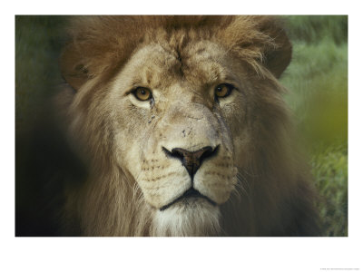 The Menacing Look Of A Lion by Jason Edwards Pricing Limited Edition Print image