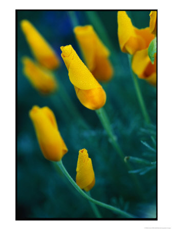 Dewdrops On The Petals Of A Mexican Poppy by Annie Griffiths Belt Pricing Limited Edition Print image