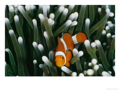 A Close-View Image Of A False Clown Anemonefish (Amphiprion Ocellaris) by Wolcott Henry Pricing Limited Edition Print image