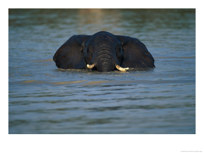 African Elephant Wading In The Water by Beverly Joubert Pricing Limited Edition Print image