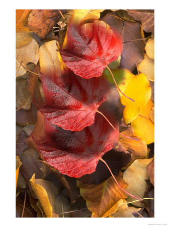 Red Leaves Against Yellow Leaves by Paul Katz Pricing Limited Edition Print image
