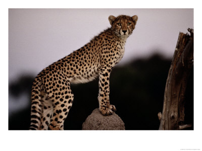 A Young African Cheetah Stares Directly At The Camera by Chris Johns Pricing Limited Edition Print image