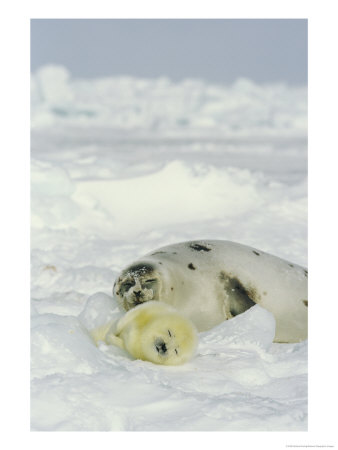 A Newborn Gray Seal Pup Sleeps Next To Its Mother by Norbert Rosing Pricing Limited Edition Print image