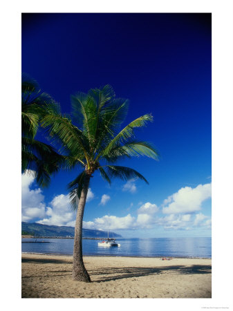 Beach And Palm Tree, Maui, Hawaii by Doug Page Pricing Limited Edition Print image