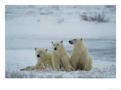 Three Polar Bears Take A Rest Together by Paul Nicklen Pricing Limited Edition Print image