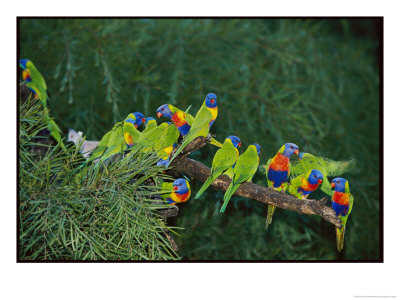 Brightly Colored Lorikeets Perch On A Tree Branch by Nicole Duplaix Pricing Limited Edition Print image