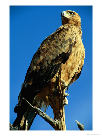Close View Of A Tawny Eagle by Beverly Joubert Pricing Limited Edition Print image