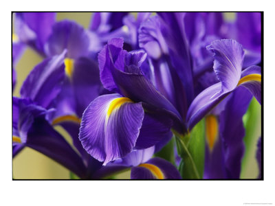 Close View Of Irises by Marc Moritsch Pricing Limited Edition Print image