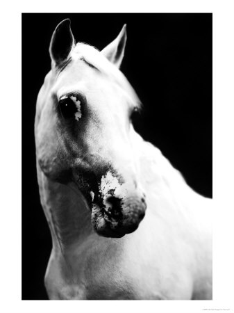 White Horse by Tim Lynch Pricing Limited Edition Print image