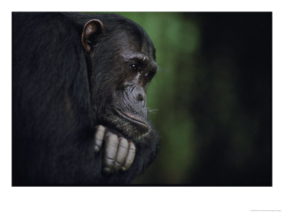 Portrait Of A Male Chimpanzee by Michael Nichols Pricing Limited Edition Print image