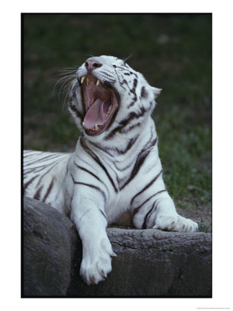 A Captive Siberian Tiger Yawns by Michael Nichols Pricing Limited Edition Print image