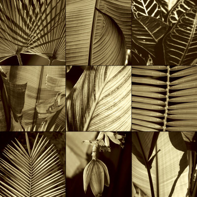 Tropical Leaves I by Caroline Kelly Pricing Limited Edition Print image