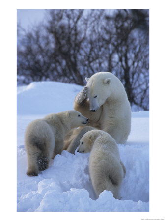 Mother Polar Bear Nurtures Her Two Cubs by Paul Nicklen Pricing Limited Edition Print image