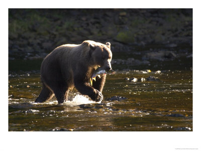 A Brown Bear With A Freshly Caught Salmon by Ralph Lee Hopkins Pricing Limited Edition Print image