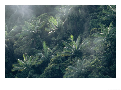 Rain Forest With Palm Trees And Fog On A Mt. Des Voeux by Tim Laman Pricing Limited Edition Print image